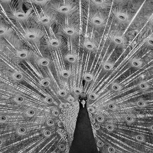 Meet your Posher, Kourtney